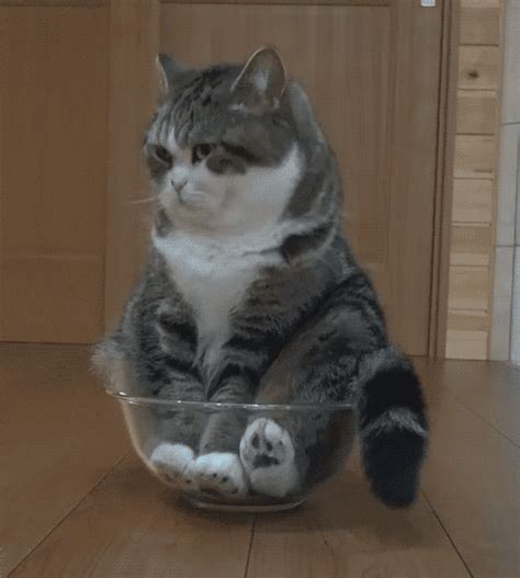 cat gifs|funny cat gifs 2021.